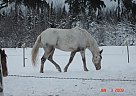 Appaloosa - Horse for Sale in Chatham, MI